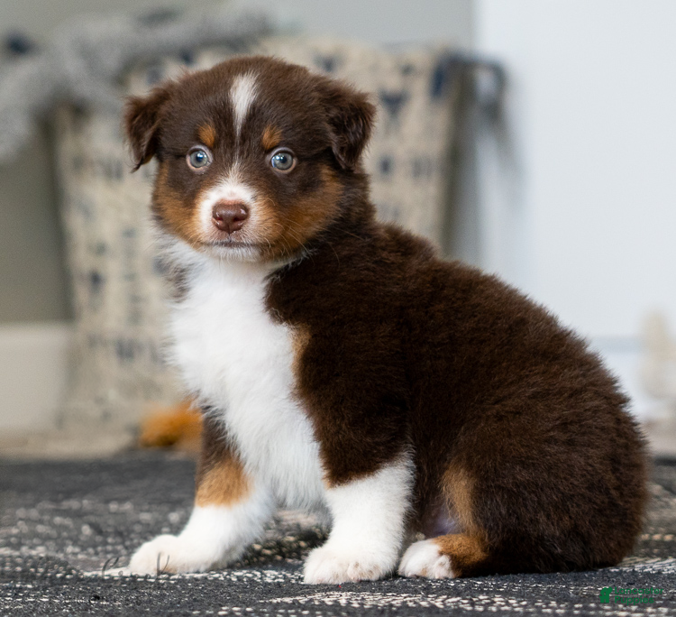 Miniature Australian Shepherd dogs Rugar - Ad 1