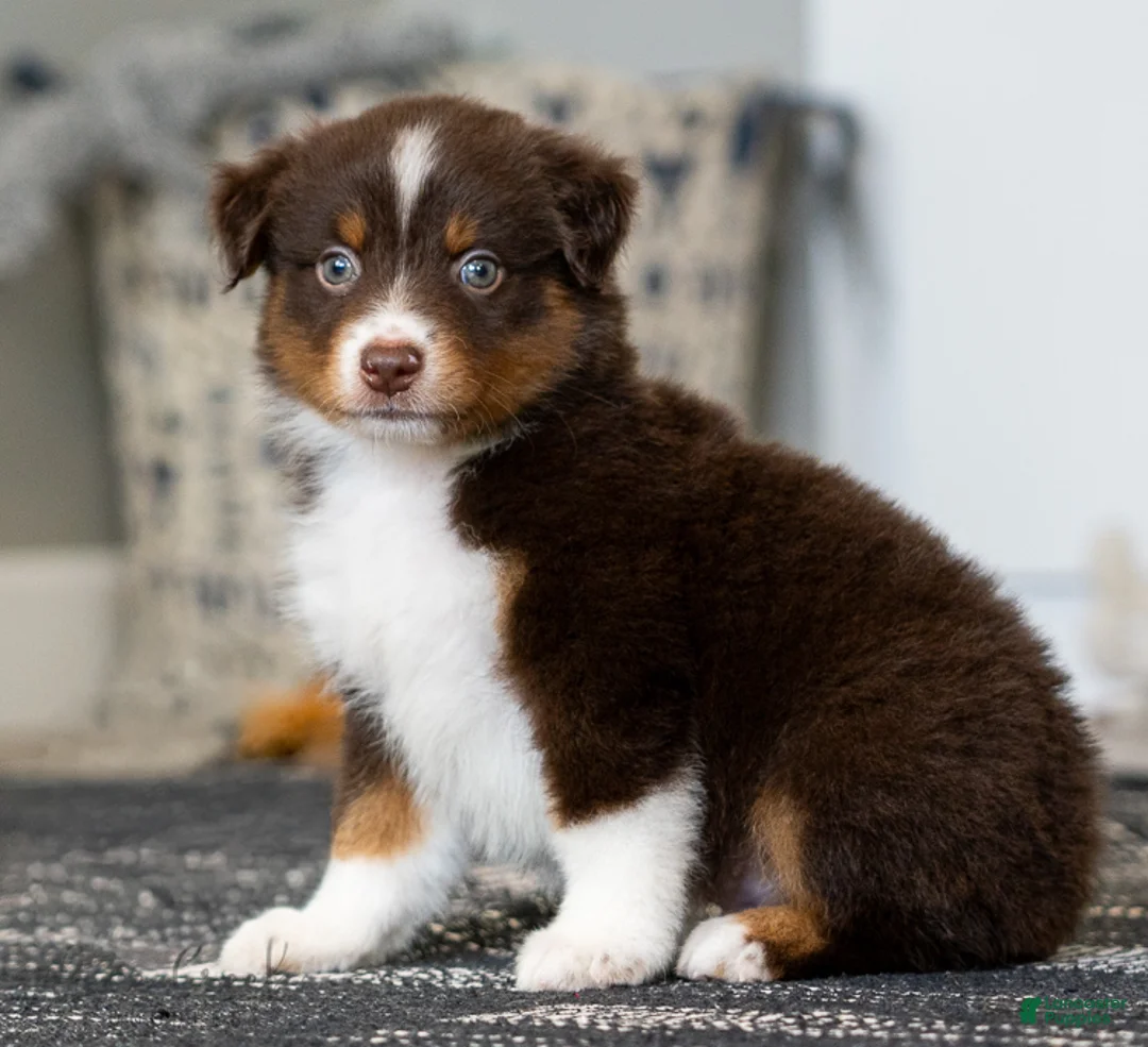 Miniature Australian Shepherd dogs for sale: Rugar - Ad 1