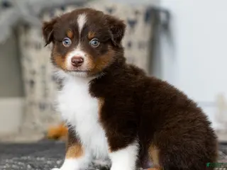 Miniature Australian Shepherd dogs for sale: Rugar - Ad 2