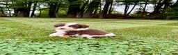 Portuguese Water Dog dogs for sale: Zeke - Ad 5