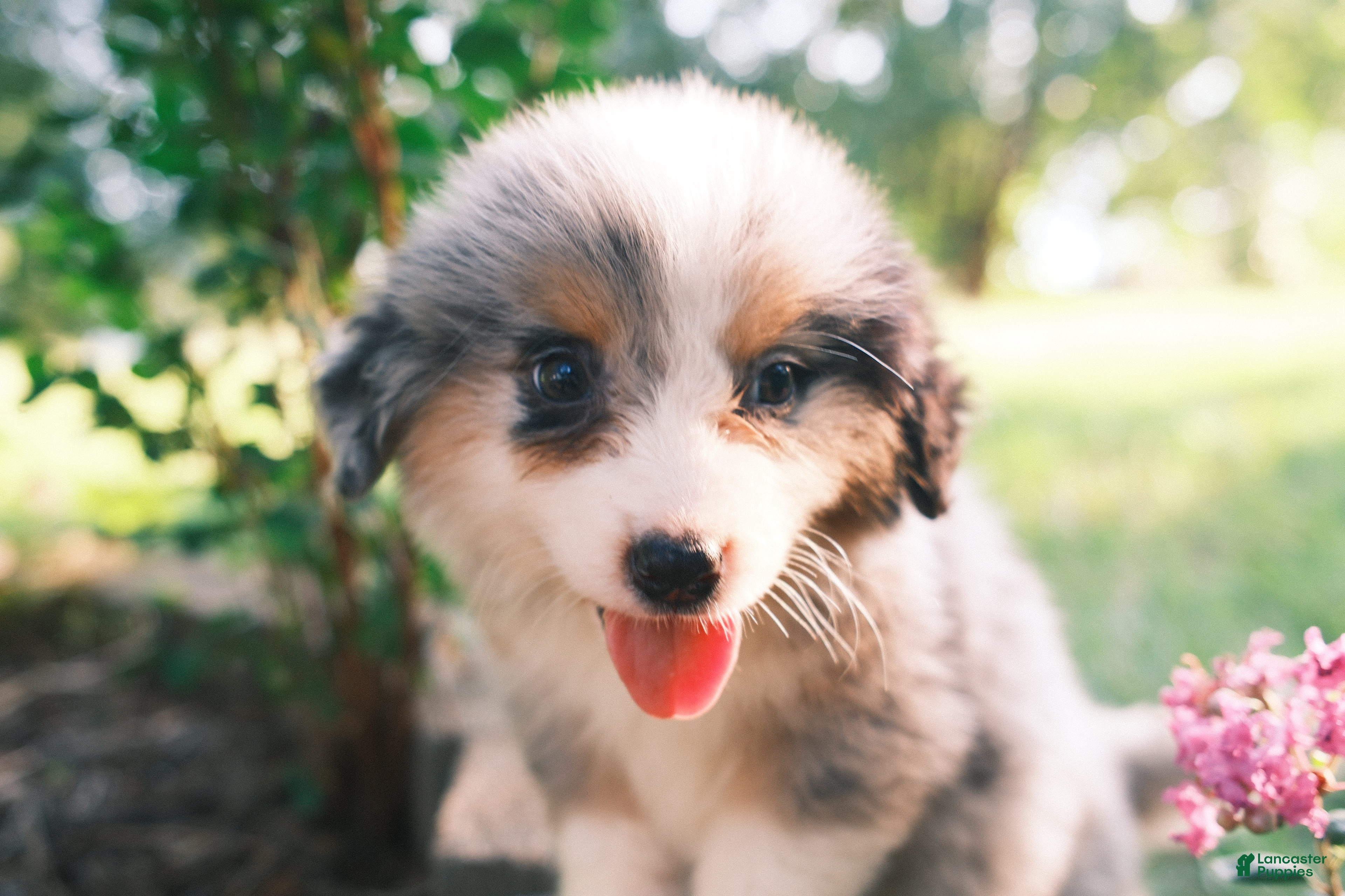 Mixed Breed dogs Blue Merle female - Ad 2