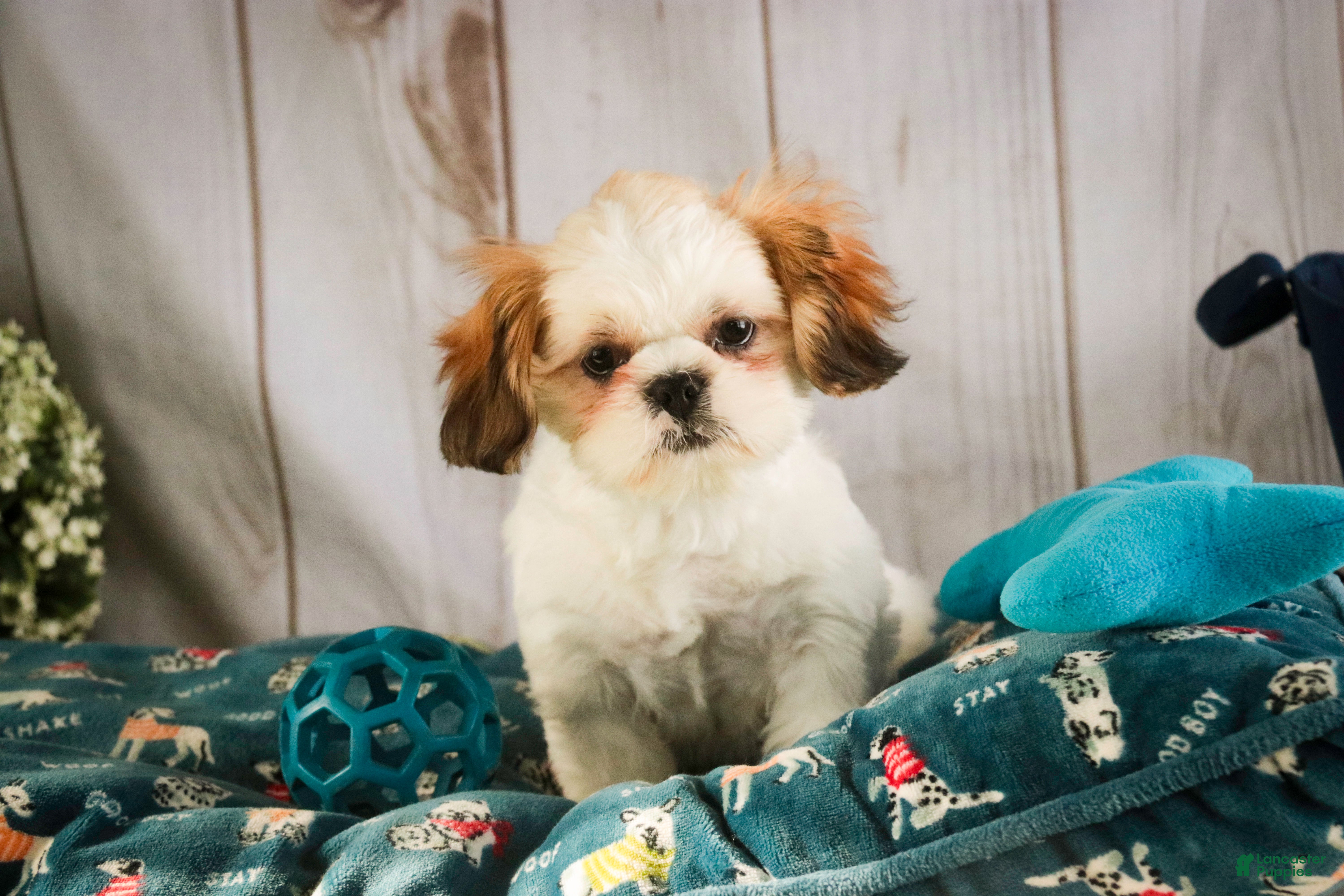 Shih Tzu dogs Bud - Ad 2