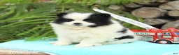 Pomeranian dogs for sale: Candy - Ad 3
