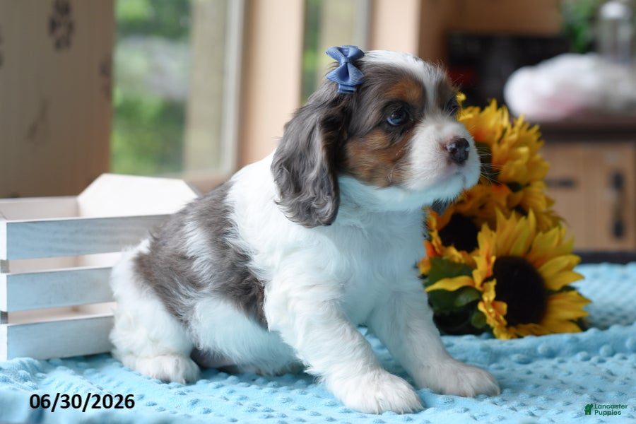 Cocker Spaniel dogs Diamond - Ad 2