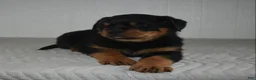 Rottweiler dogs for sale: Riley - Ad 7