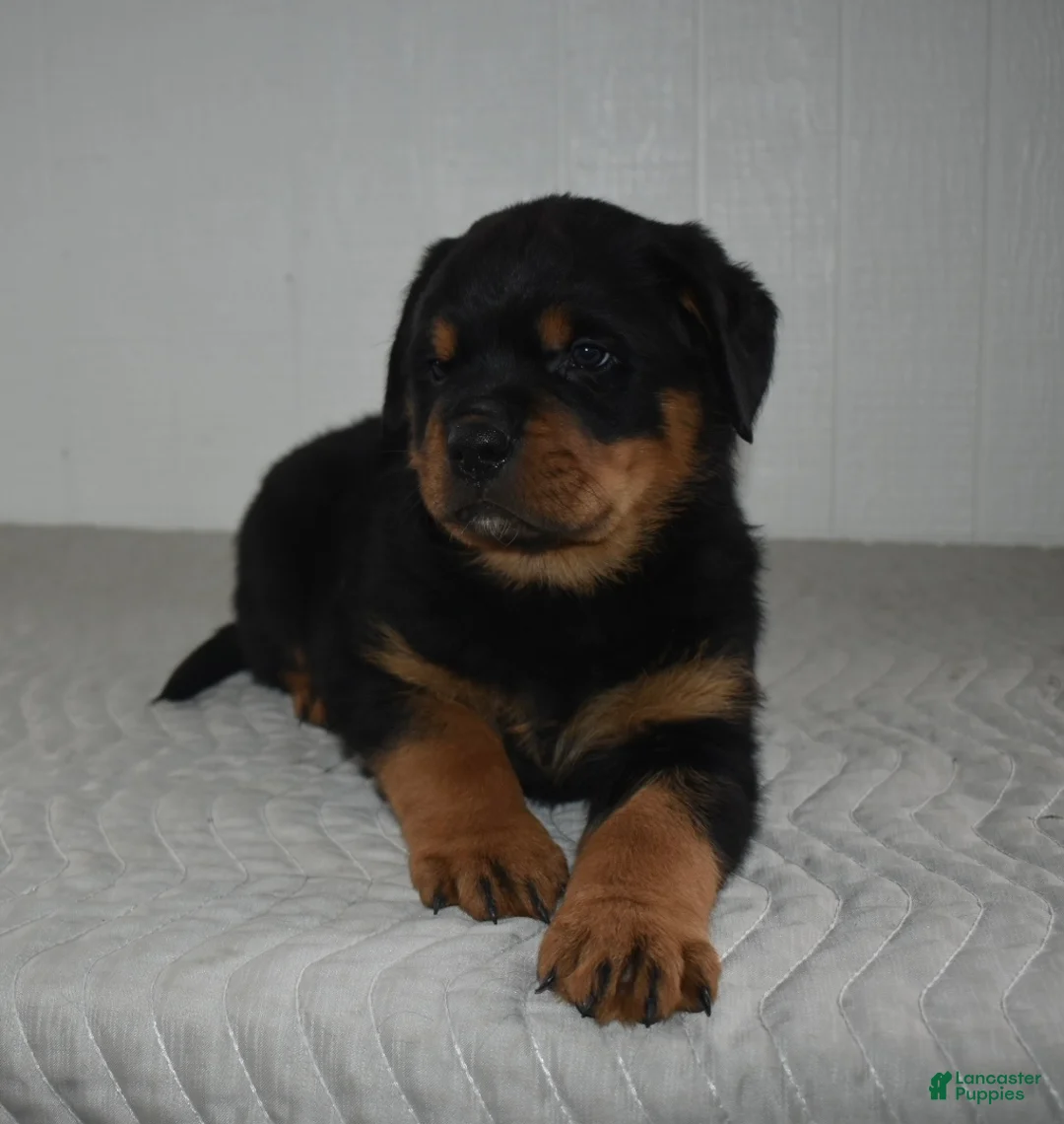 Rottweiler dogs for sale: Riley - Ad 7