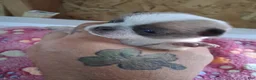Chihuahua dogs for sale: Johnny - Ad 2