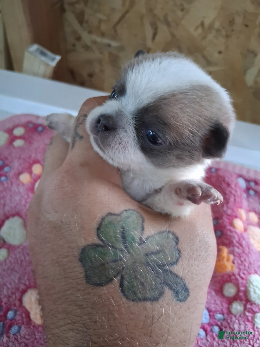 Chihuahua dogs for sale: Johnny - Ad 2