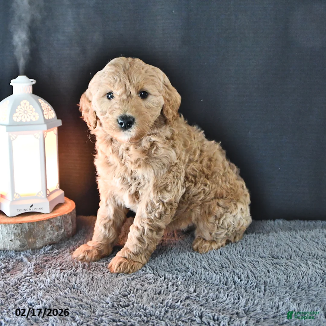 Mini Goldendoodle dogs for sale: Addy  - Ad 3