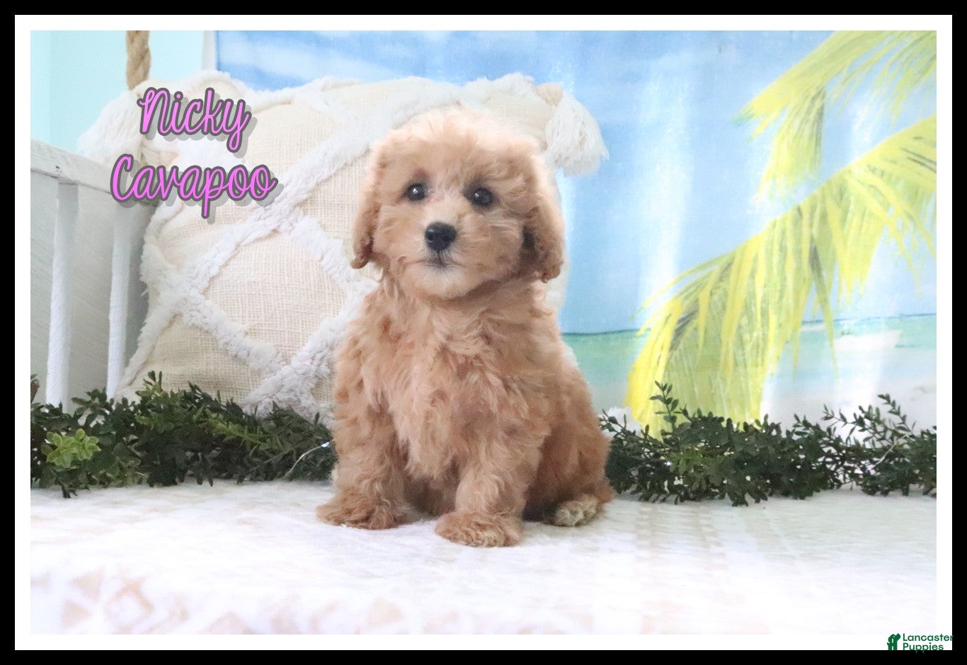 Cavapoo dogs Nicky - Ad 1