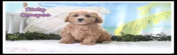 Cavapoo dogs for sale: Nicky - Ad 1