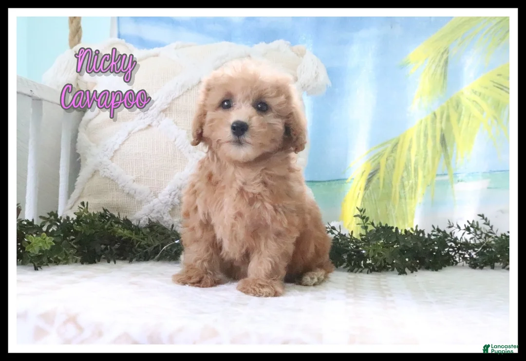 Cavapoo dogs for sale: Nicky - Ad 1