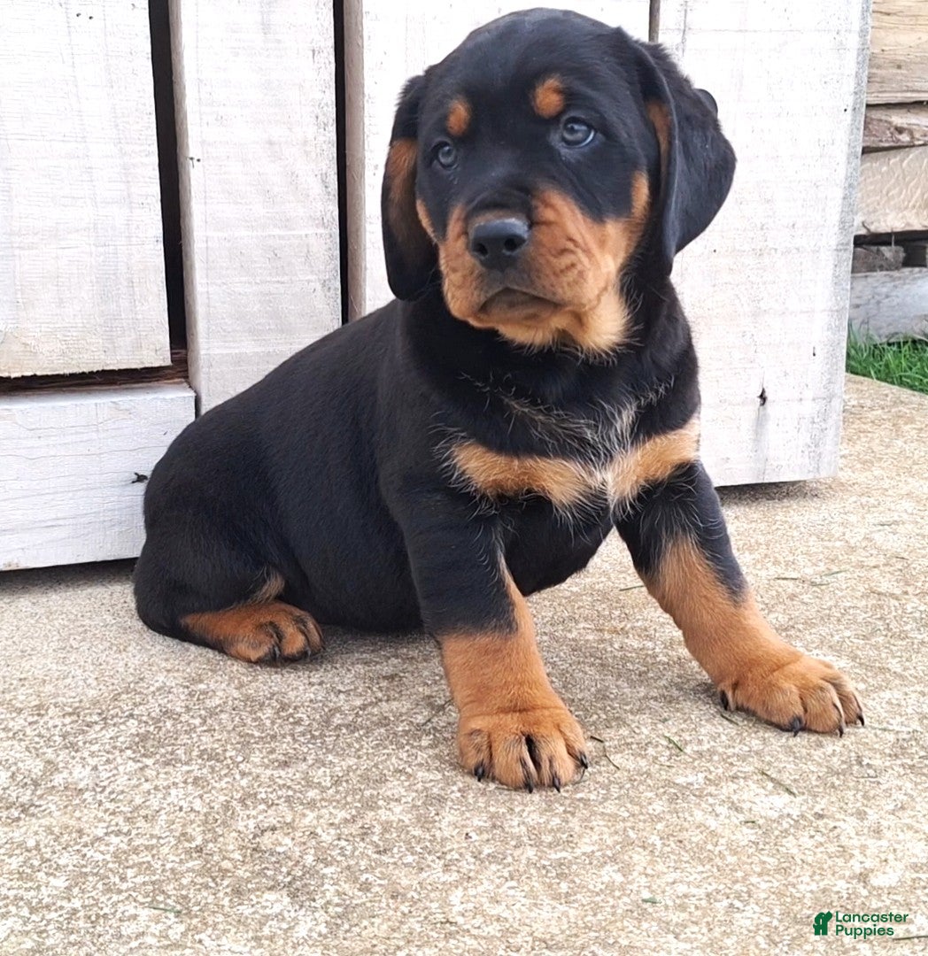 Mixed Breed dogs Bronny  - Ad 1