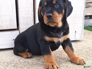 Mixed Breed dogs for sale: Bronny - Ad 1