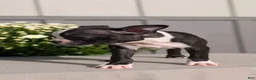 Boston Terrier dogs for sale: Twila  - Ad 8
