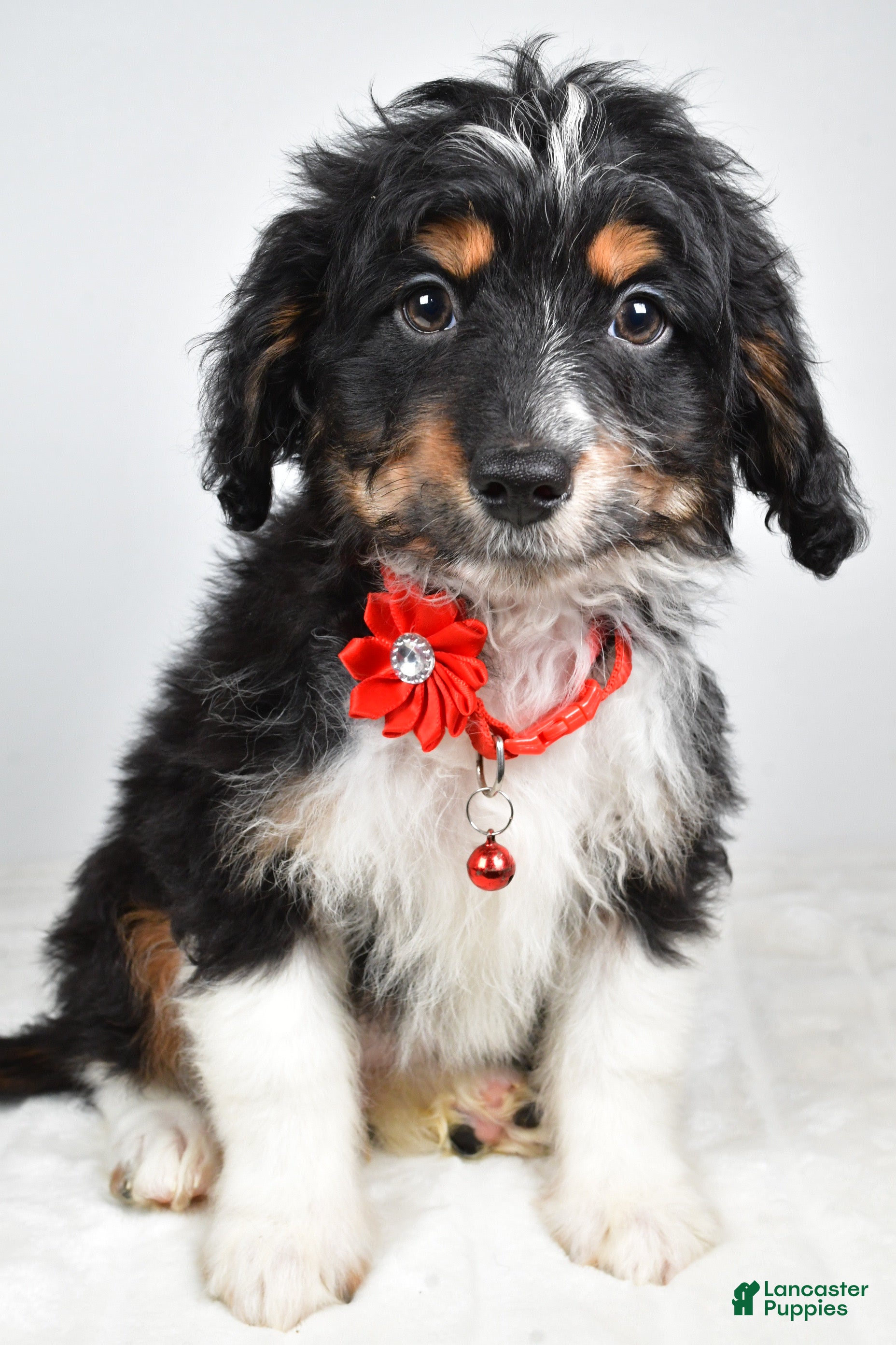 Mini Aussiedoodle dogs Logan - Ad 28