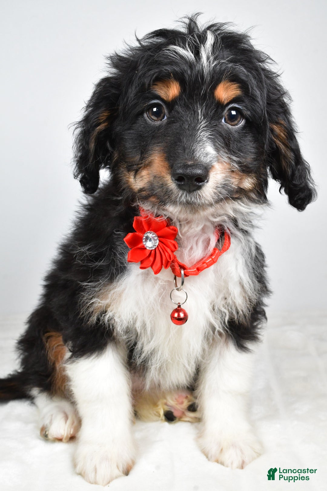 Mini Aussiedoodle dogs for sale: Logan - Ad 1