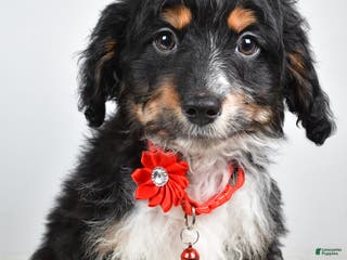 Mini Aussiedoodle dogs Logan - Ad 23