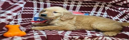Golden Retriever dogs for sale: Down Town Brown - Ad 3