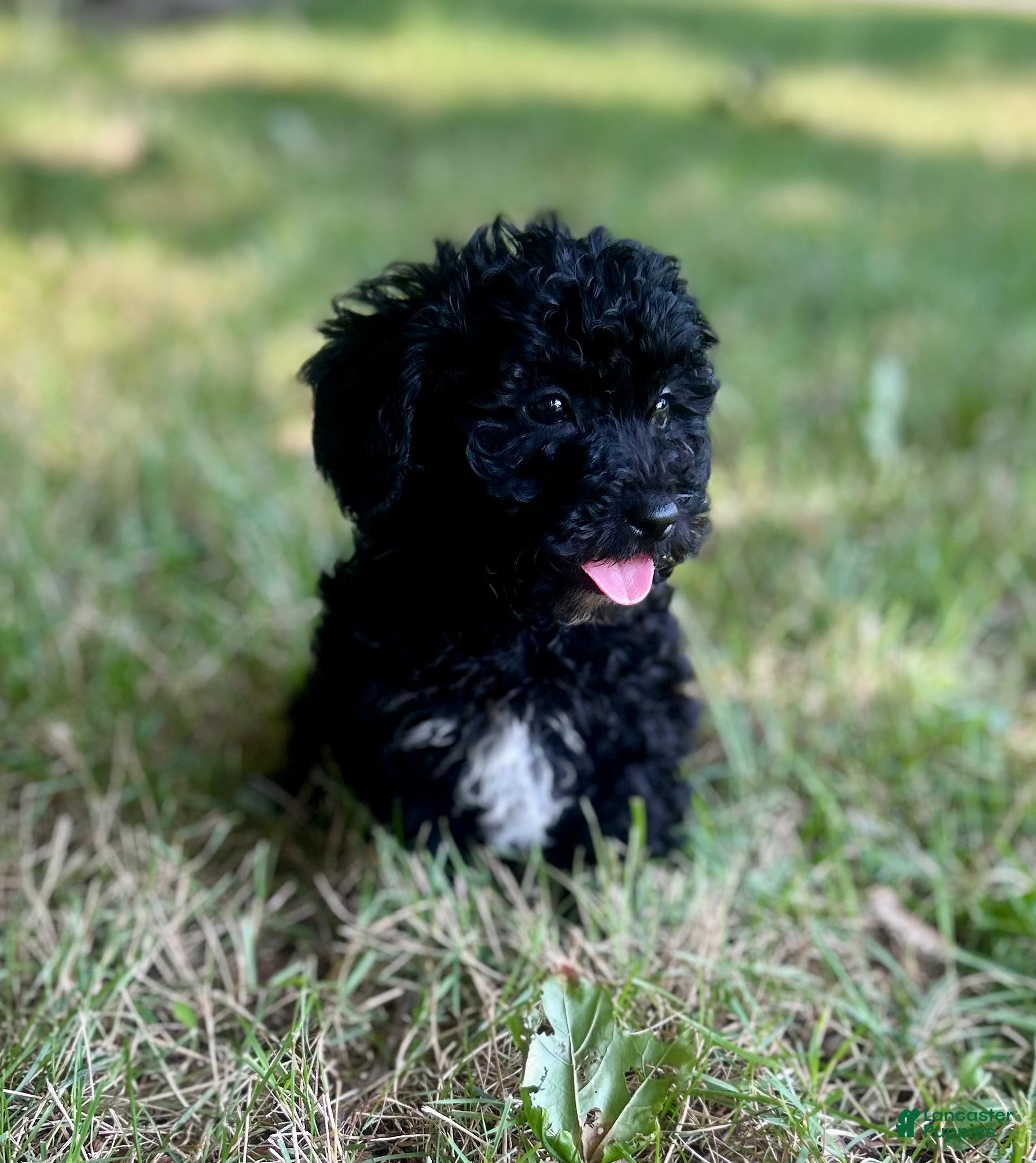 Cavapoo dogs Raven - Ad 17