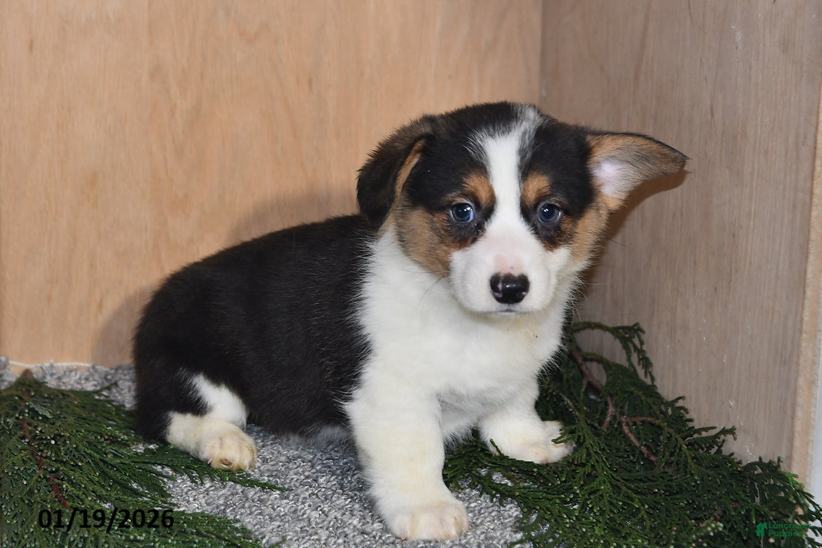 Welsh Corgi Pembroke dogs Sparky - Ad 13