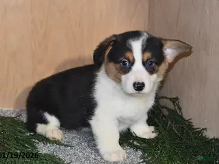 Welsh Corgi Pembroke dogs Sparky - Ad 21