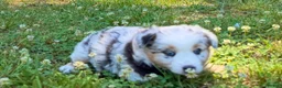 Miniature Australian Shepherd dogs for sale: Princess - Ad 8