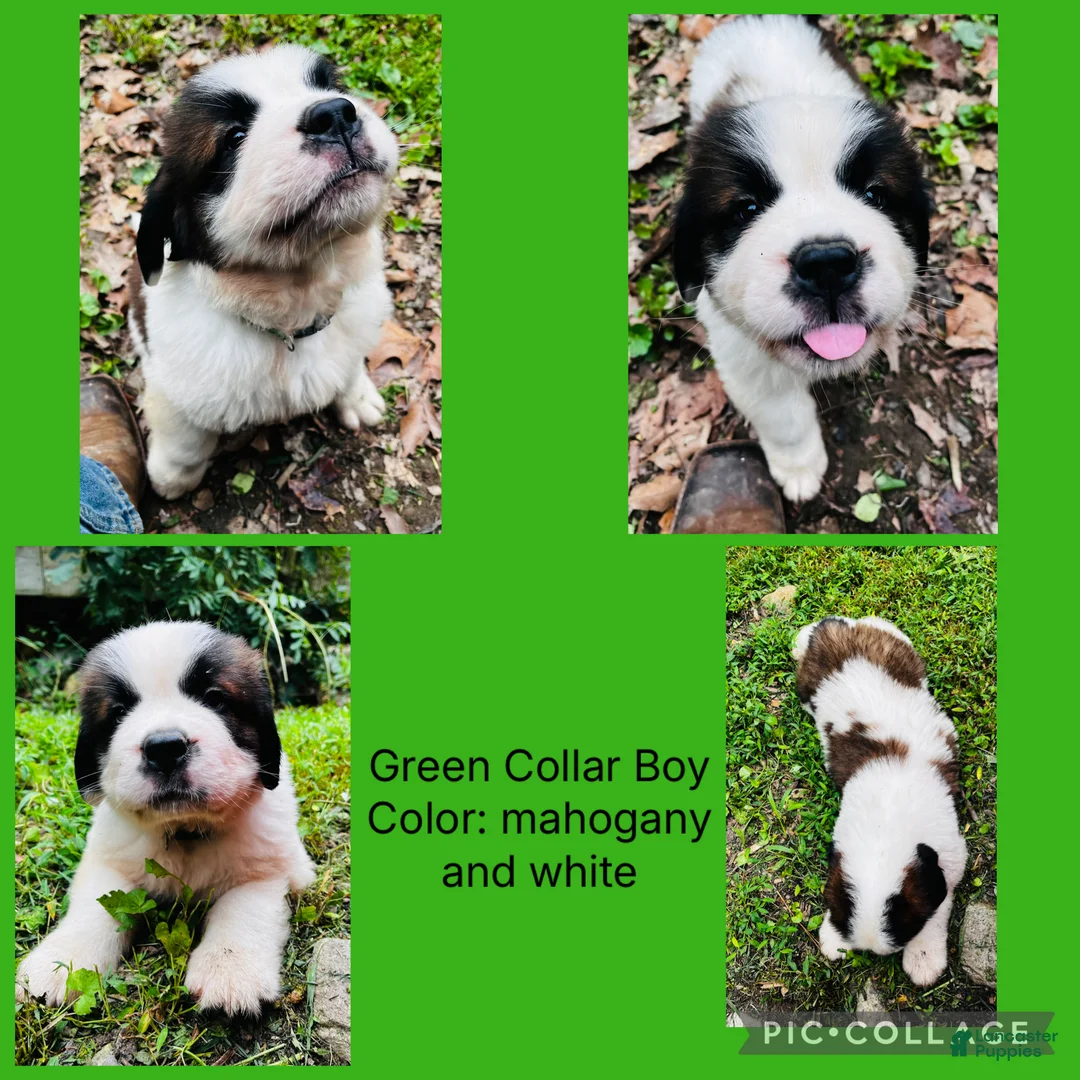 Saint Bernard dogs for sale: green collar boy - Ad 1