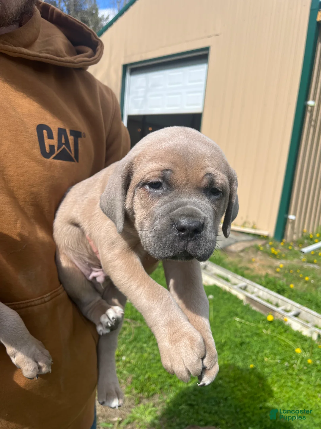 Cane Corso dogs for sale: Cane Corso Puppy 1 - Ad 2