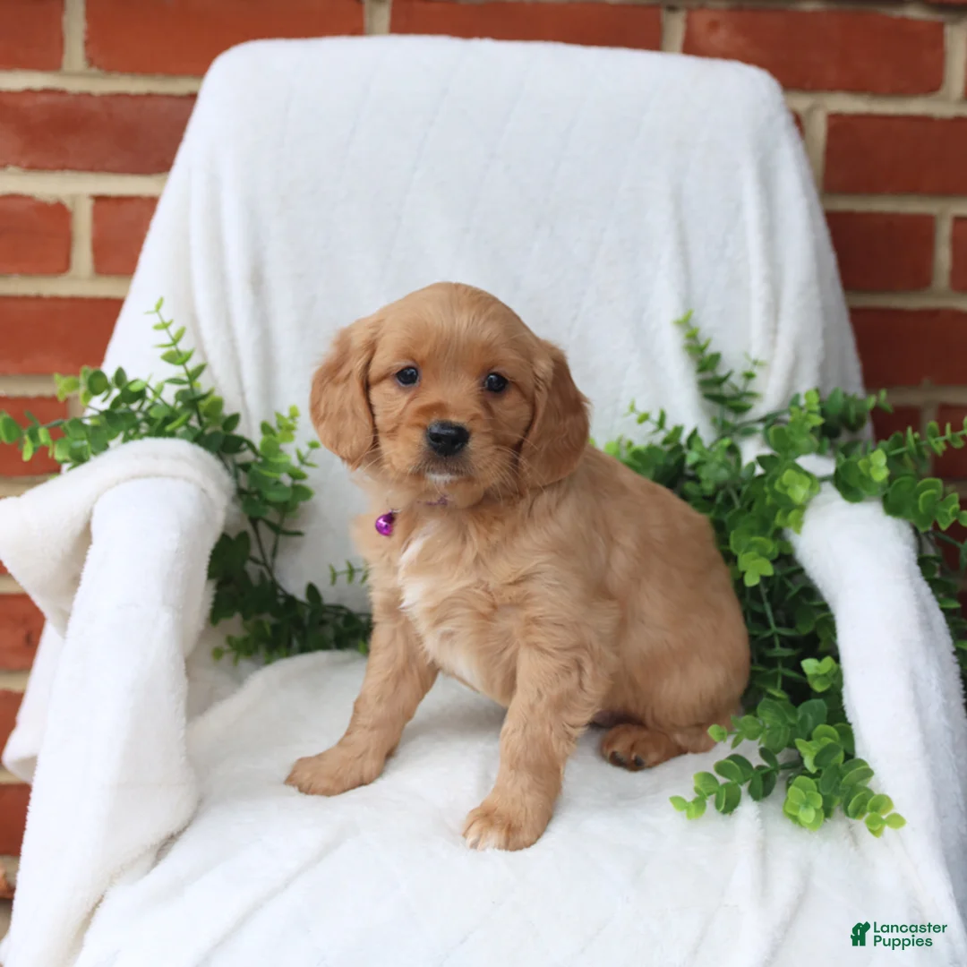 Miniature Golden Retriever dogs for sale: Jelena - Ad 2