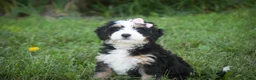 Mini Bernedoodle dogs for sale: Mercedes Mini Bernedoodle  - Ad 2