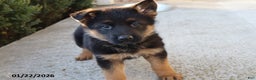 German Shepherd dogs for sale: Buster - Ad 2