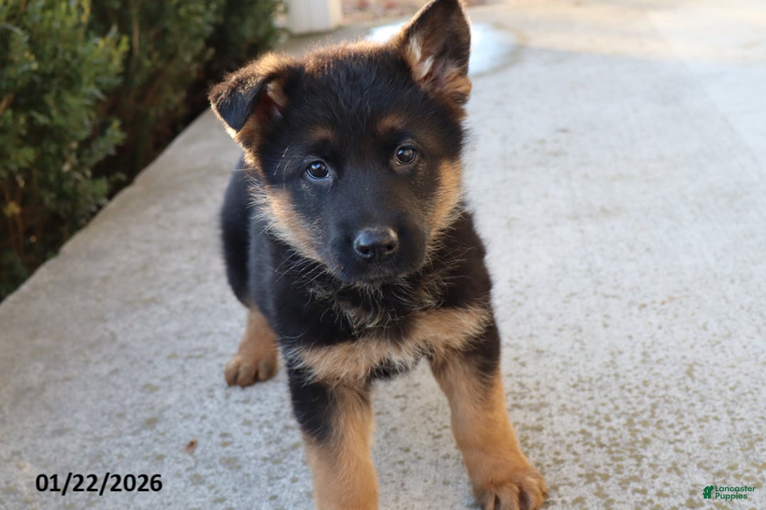 German Shepherd dogs for sale: Buster - Ad 2
