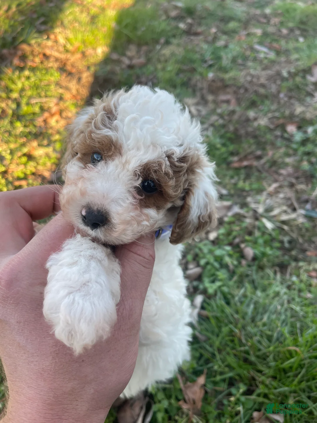 Mini Goldendoodle dogs for sale: Brittney (Mini Goldendoodle) - Ad 1