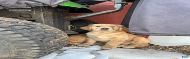 Golden Retriever Puppy 3