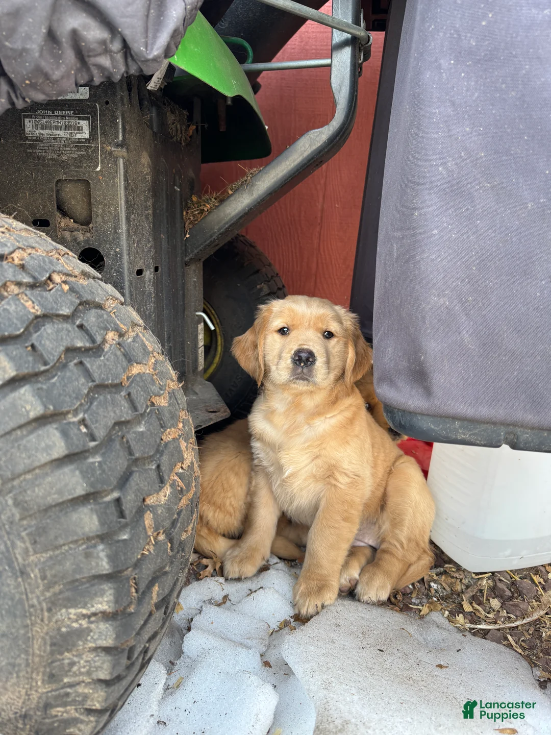 Golden Retriever dogs for sale: Golden Retriever Puppy 3 - Ad 1