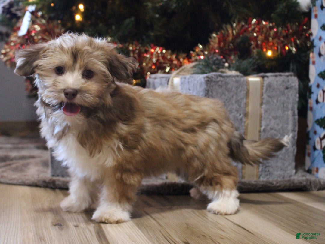 Havanese dogs for sale: CoCo - Ad 3