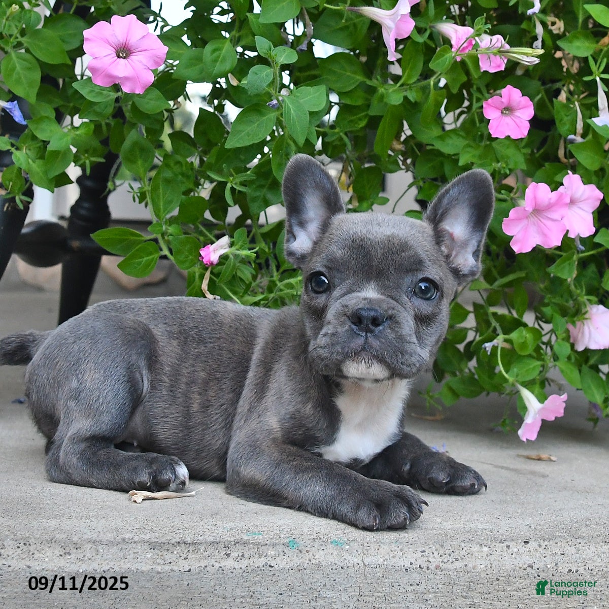 French Bulldog dogs Foxy - Ad 2
