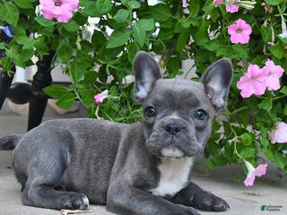 French Bulldog dogs Foxy - Ad 11