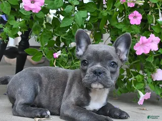 French Bulldog dogs Foxy - Ad 41