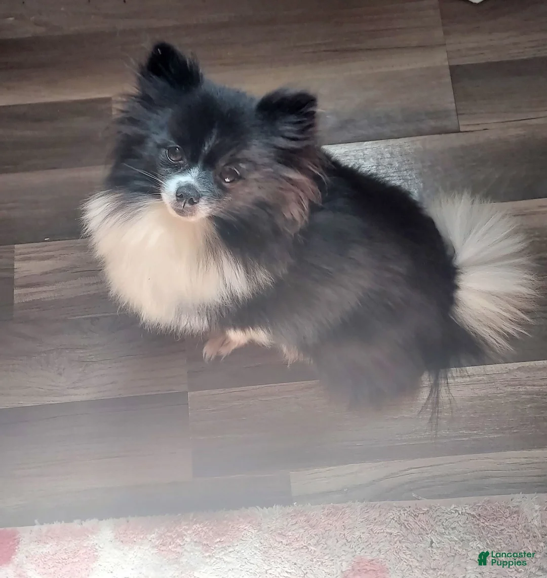 Pomeranian dogs for sale: Pomeranian 1 - Ad 2