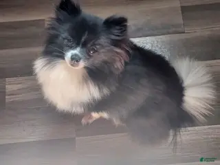 Pomeranian dogs Pomeranian 1 - Ad 2