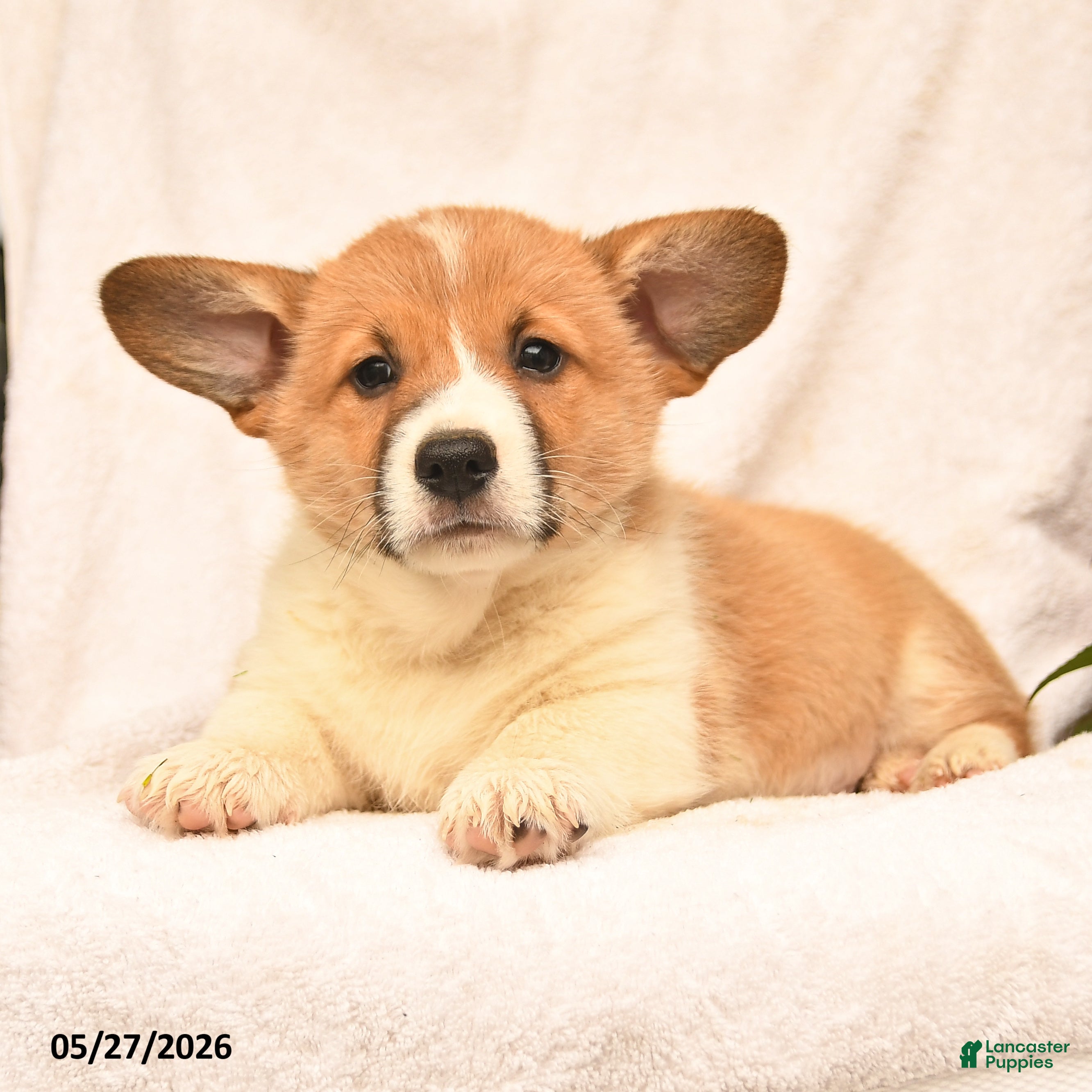 Welsh Corgi Pembroke dogs Rusty - Ad 2