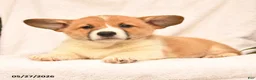 Welsh Corgi Pembroke dogs for sale: Rusty - Ad 2