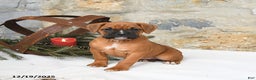 Boxer dogs for sale: Honey - Ad 3