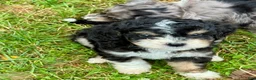 Mini Bernedoodle dogs for sale: Gale - Ad 7