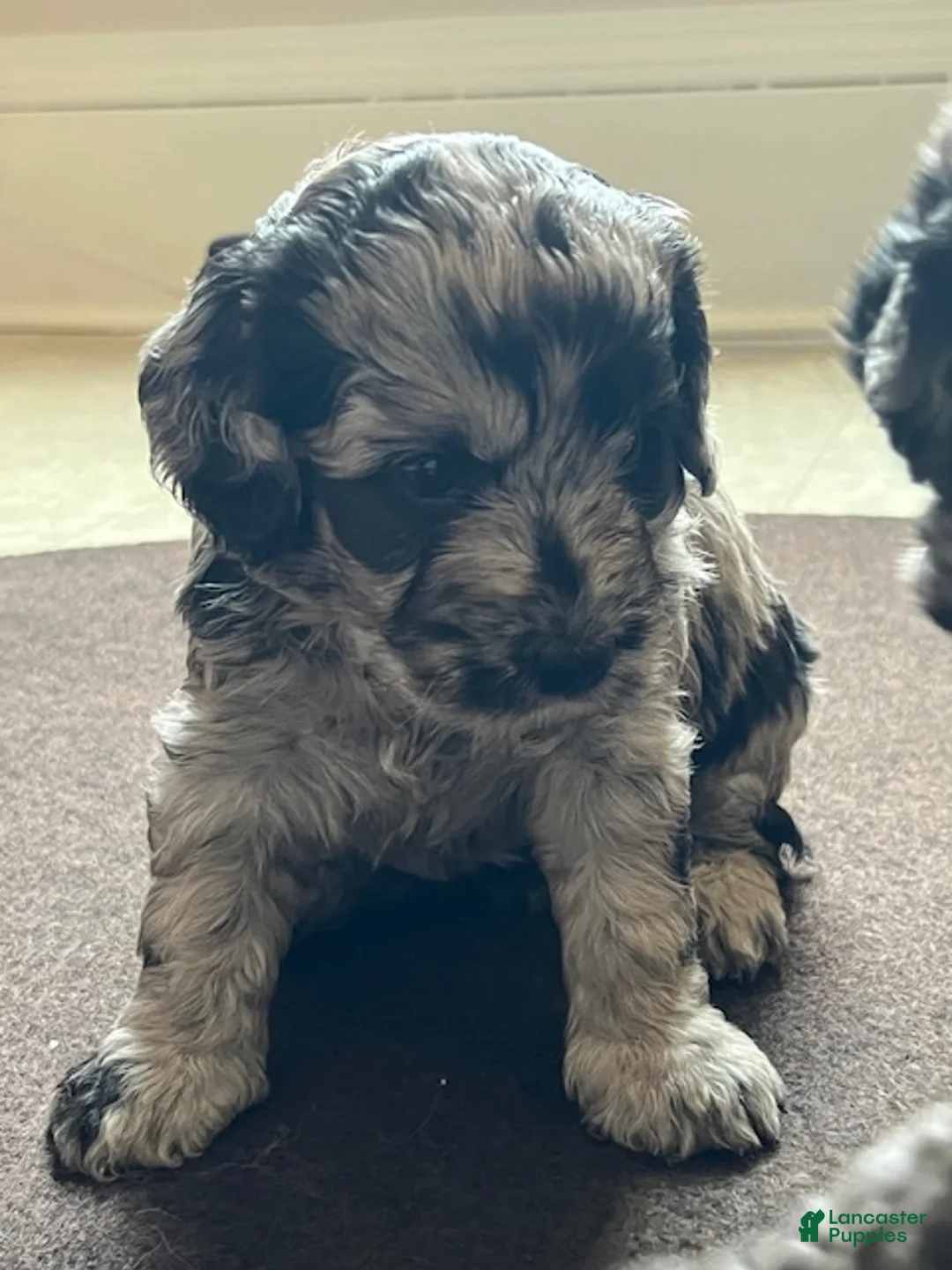 Mini Goldendoodle dogs for sale: Poppi Mini Goldendoodle Puppy  - Ad 2