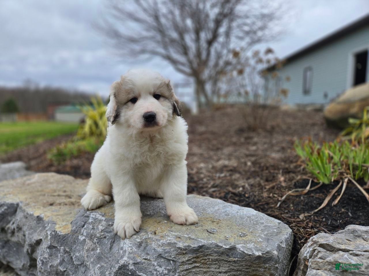 Great Pyrenees dogs Tucker - Ad 1
