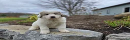 Great Pyrenees dogs for sale: Tucker - Ad 1