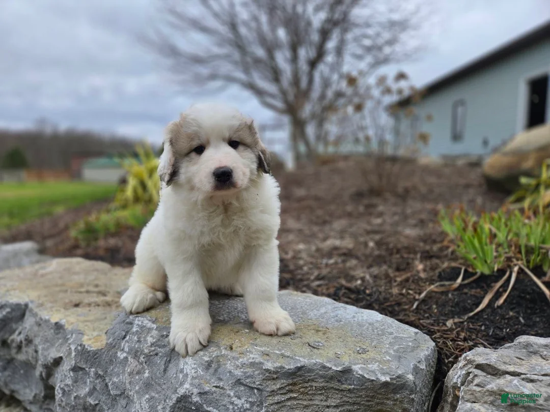 Great Pyrenees dogs for sale: Tucker - Ad 1